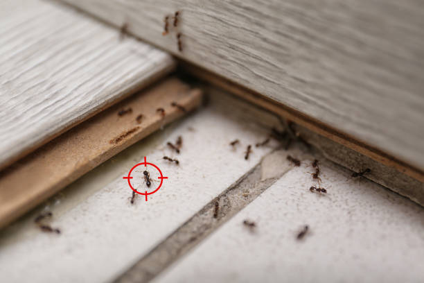 Wasp Removal Services in Bridgman, MI