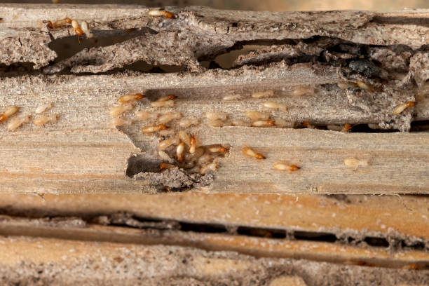 Best Emergency Pest Control  in Bridgman, MI